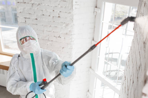 Best Commercial Mold Remediation in Breezy Point, MN